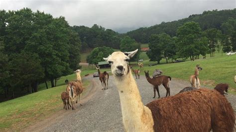 Invite us to your next church outing, picnic, family reunion, farmers' market or other outdoor event, and just see everyone's face light up! Safari park in Natural Bridge, VA | Park homes, Safari ...