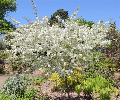 When To Prune Crabapple Trees Expert Tips For Trimming
