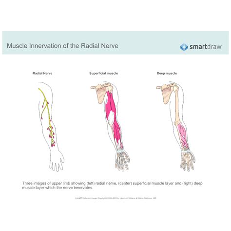 Muscle Innervation Of The Radial Nerve