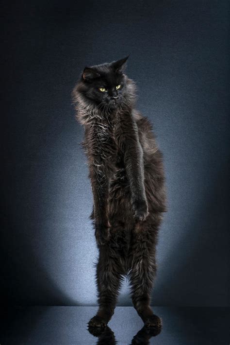 Photo Series About Standing Cats That I Made After Observing My Own Cat
