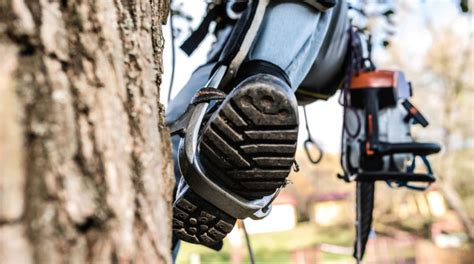11 Best Tree Climbing Gear Kits Youll Need 2021 Reviews