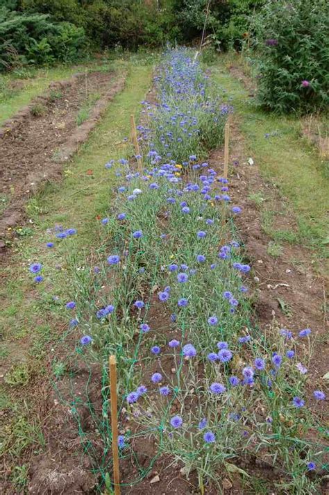 ‘blue Boy Cornflowers Higgledy Garden