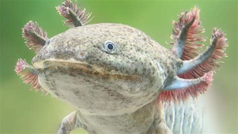 Axolotl And 4 Other Creatures That Can Grow Back Body Parts Articles