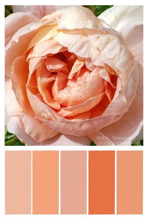 Peach Perfect Peach Color Palettes Bright Color Palette Inspiration