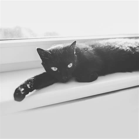 Android Wallpaper Mv32 Black Cat Animal Cute Watching