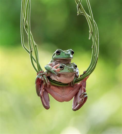 Look On There Cute Frogs Frog Frog Pictures