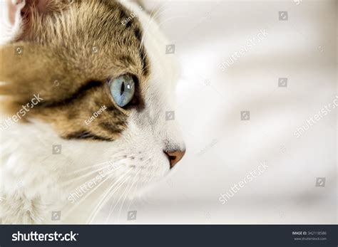 Cat Stock Photo 342118586 Shutterstock
