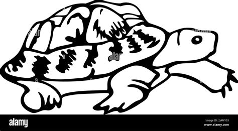 Vector Illustration Of Turtle Hand Drawn Tortoise Stock Vector Image