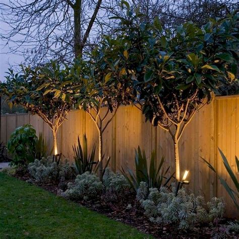 Incredible Privacy Trees For Small Yards With Diy Home Decorating Ideas