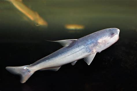 Catfish, or any fish for that matter, fall into the following main categories in terms of their dietary i suppose we should look at what we eat in order to try to understand the requirements of our fish. Wels catfish side view photo and wallpaper. Cute Wels catfish side view pictures