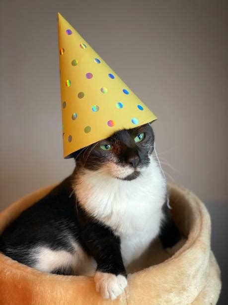 860 Cat Birthday Hat Stock Photos Pictures And Royalty Free Images Istock