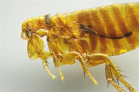 Prodigypestsolutions Flea Philadelphia Bed Bug Exterminator Prodigy