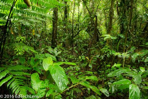 √ Tropical Rainforest Plants With Drip Tips Alumn Photograph