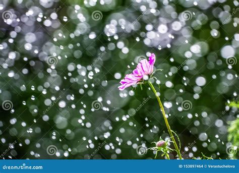 Pink Flower In Rain Drops Stock Photo Image Of Close 153897464