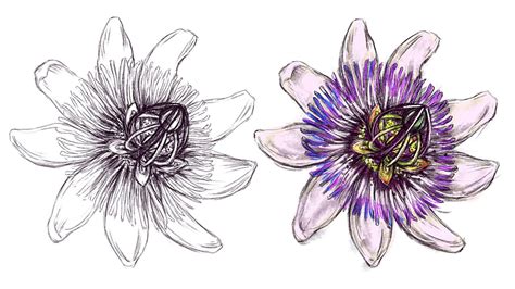 How To Draw A Passion Flower Drawing Timelapse For Art Lovers 🌸