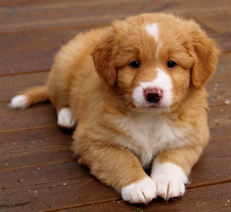 Nova Scotia Duck Tolling Retriever Dog Breed Information K9rl