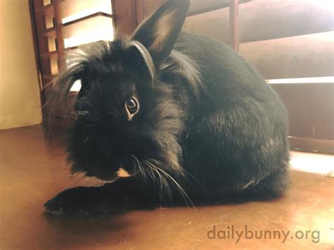 Bunny Stretches Out That Big Back Leg For Some Grooming — The Daily Bunny
