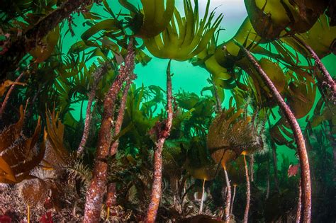 Trust Welcomes Move To Block Large Scale Kelp Removal Scottish