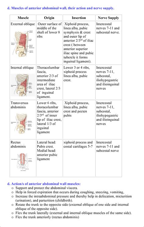 This muscle group is responsible for pushing combined with overtraining of the abdomen (no less common), this can eventually produce a kyphotic posture (i.e., outward curvature of the spinal column. Anterior Abdominal Wall - Anatomy QA