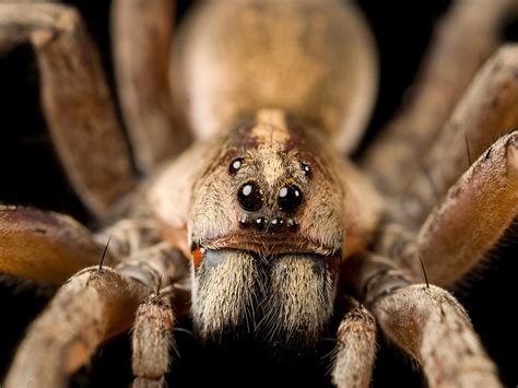 The Scariest Spider In The World