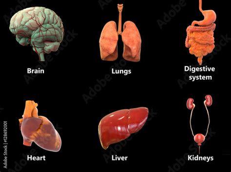 Human Body Organs Anatomy Brain Lungs Digestive System Heart Liver