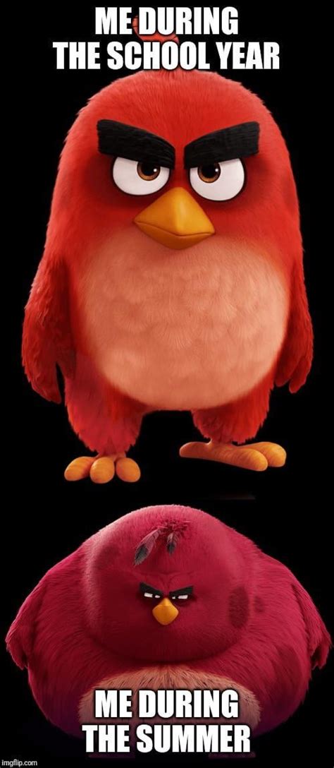 Some Of The Best Angry Bird Memes Rangrybirds