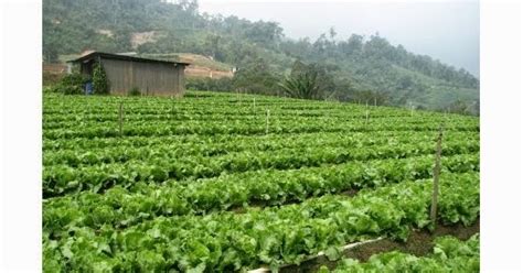 Selama ini, tka kerapa kesulitan untuk mendapatkan izin kartu izin tinggal terbatas (kitas) yang diatur dalam uu imigrasi. Pemilik ladang sayur, bunga di Cameron Highlands dijangka ...