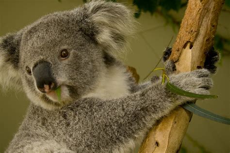 Koala Dave Hunt Flickr