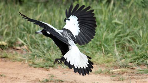 Wallpaper Flying Wings Black And White Bird Feathers Resolution