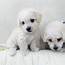 Maltipoo Puppies For Sale  Justice IL 245153 Petzlover
