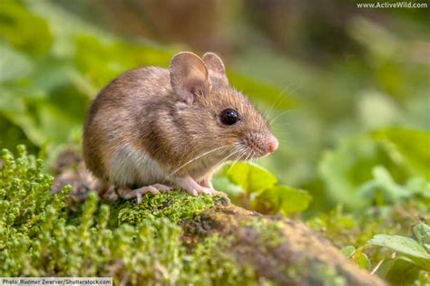 Rodent Facts The Ultimate Guide To Rodents Characteristics And Types