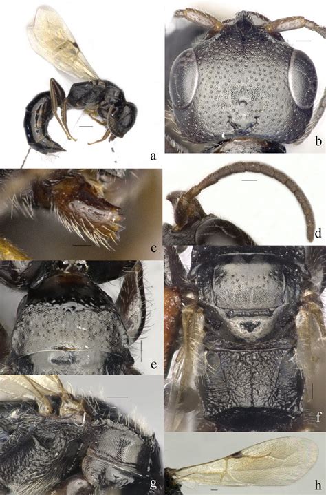 Odontepyris Yunnanensis Sp Nov Holotype ♀a Habitus Lateral B