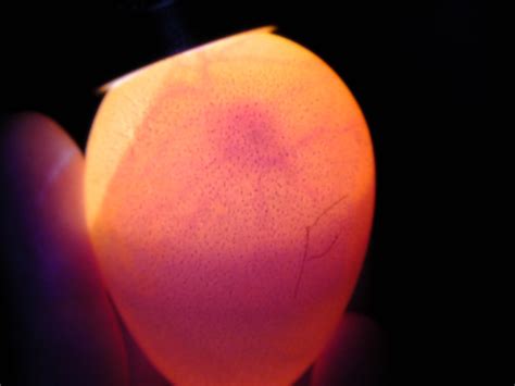 First Egg Candling Page 2
