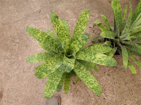 Are any of these cacti active? Vriesea gruberi at nursery | Plants, Tropical plants ...