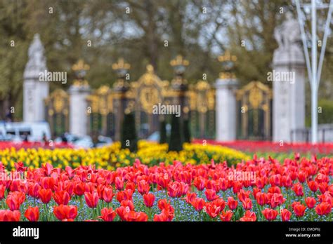 Springtime In London With The Red Tulips At Canada Gate Green Park