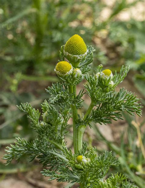 Pineapple Weed Wild Chamomile Forager Chef