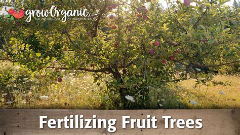 When To Fertilize Fruit Trees In Pennsylvania