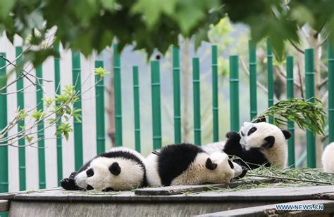 Baby Giant Pandas At Giant Panda Kindergarten In Wolong Sichuan