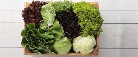 Types Of Lettuce And How To Use Them Forks Over Knives