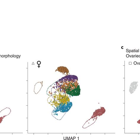 Morphomics Identifies Sexually Dimorphic Microglial Morphology In