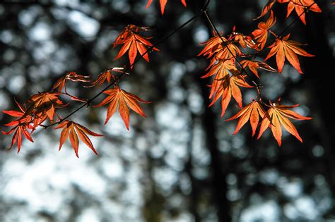 Autumn Leaves Orange 4k Hd Nature 4k Wallpapers Images Backgrounds