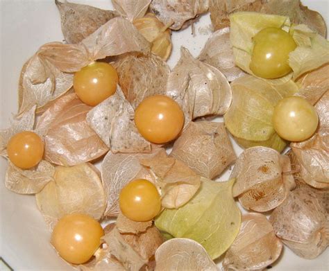 Ground Cherries Sweet Little Husk Tomatoes In A Paper Shell French