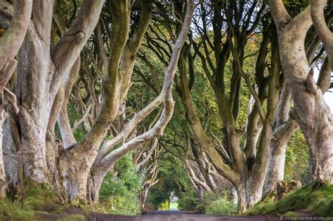 The Dark Hedges In Northern Ireland A Complete Visitors