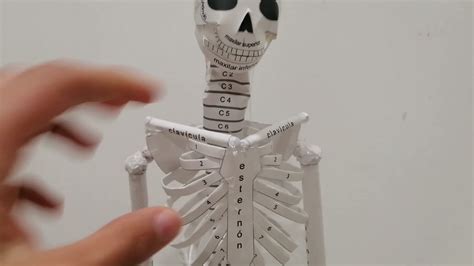Sistema óseo Maqueta Youtube