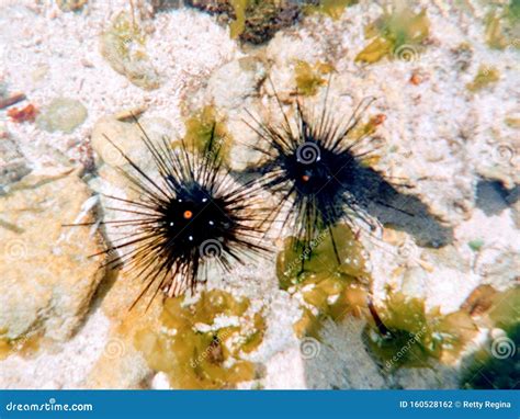 Sea Urchins Are Typically Spiny Globular Animals Echinoderms In The