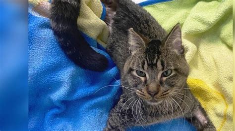 Lansing Petsmart Celebrates National Adoption Week With Cats And