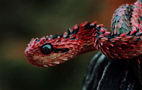 Ultra hd wallpapers at 3840x2160. 4k wallpaper Red snake