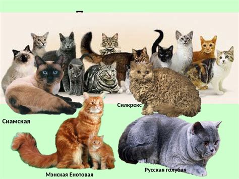 Разные породы кошек фото с названиями и ценами Страница не найдена Муркотэ