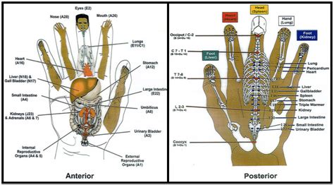 If the energy flowing through a meridian is imbalanced in any way, the system it qi refers to the natural and essential energy of livelihood. Korean Hand Therapy: Micro-meridians - by Dan Lobash
