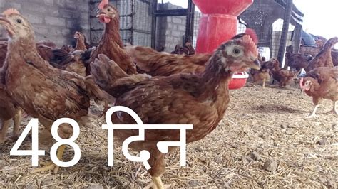 देसी आर आई आर मुर्गी का 48 वा दिन।।desi Poultry Farm।।desi Murgi Farm